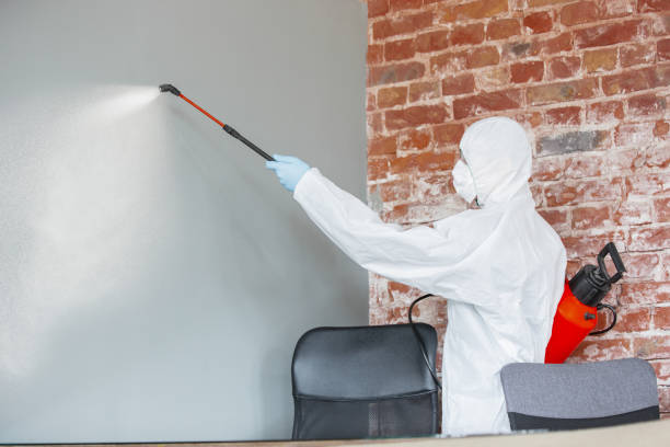 Best Black Mold Removal  in Littlestown, PA