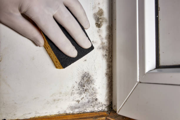 Littlestown, PA Mold Removal Company